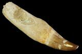 Fossil Rooted Mosasaur (Prognathodon) Tooth - Morocco #118367-1